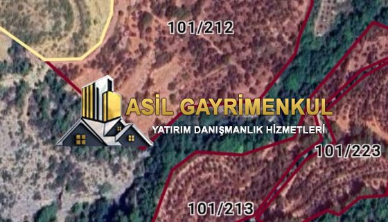 satılık zeytin bahçesi